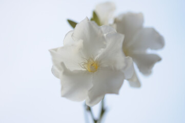 white oleander flowers