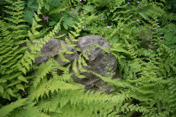 Obraz premium ferns and rock in a garden