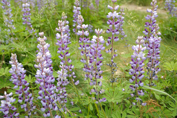 Obraz premium wild blue lupines, Pea flowers