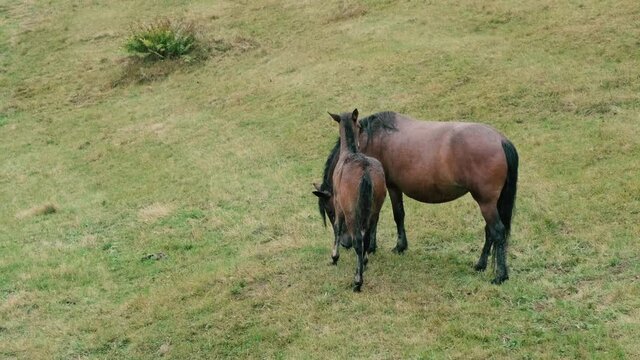 Baby foal is standing next to its mother on a green pasture on a rainy day. Newborn chestnut horse and mare in grassfield in countryside. Brown horses family. Space for text. Horse breeding on ranch