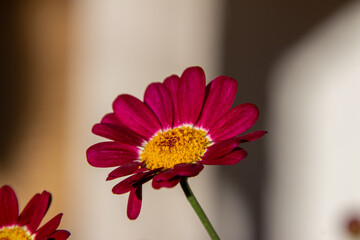 red daisy