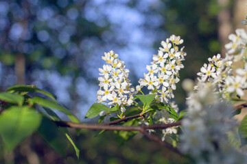 Blooming bird cherry (Prunus Padus) branch