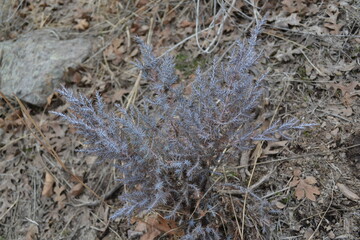 Moments before Spring has sprung. 