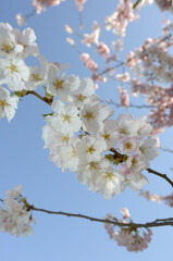 Obraz premium cherry blossom in spring