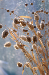 dried grass seed pods on a window sill