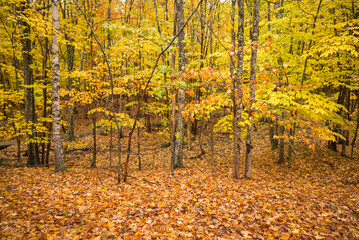 Obraz premium USA, Maine, Mt. Desert Island. Acadia National Park autumn foliage.