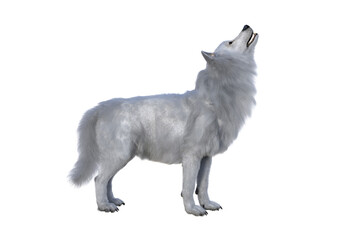 White Dire Wolf howling. 3d illustration isolated on white background,