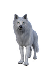 White Dire Wolf. 3d illustration isolated on white background,