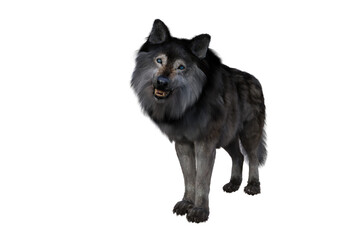 Brown and grey Dire Wolf growling. 3d illustration isolated on white background,