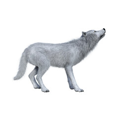 White wolf howling. 3D illustration isolated on white background.