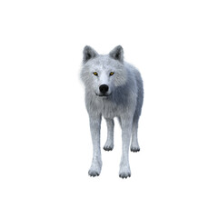 White wolf standing and looking at camera. 3D illustration isolated on white background.