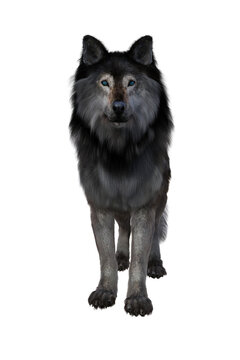 Brown and grey Dire Wolf. 3d illustration isolated on white background, © IG Digital Arts