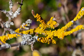yellow tree lichen