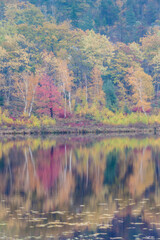USA, Maine, Mt. Desert Island. Acadia National Park autumn foliage reflection by Kebo Mountain in fog.