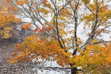 Obraz na płótnie Canvas USA, Maine, Mt. Desert Island. Seal Harbor with autumn foliage.
