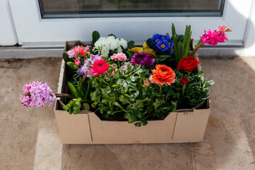 The spring flowers in a box in front of the door