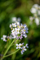 Cardamine pratensis