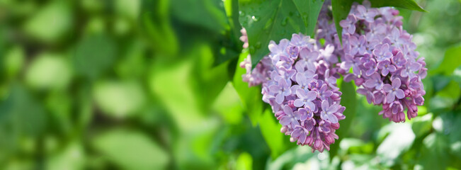 Lilac flowering shrub in sunny spring after rain. Spring background with bokeh and short depth of field. Place for your text.