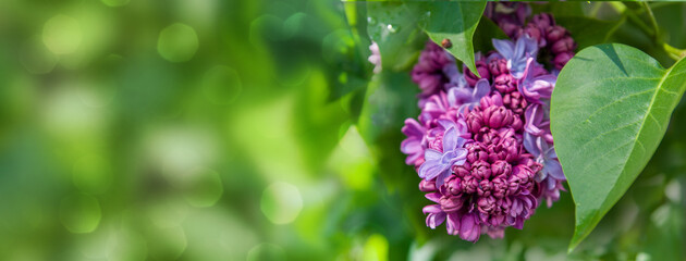 Lilac flowering shrub in sunny spring after rain. Spring background with bokeh and short depth of field. Place for your text.