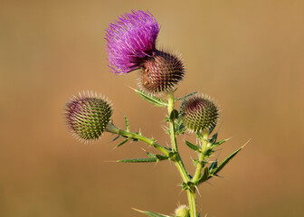 Blooming thistle plant, purple flower head, Cirsium lanceolatum
