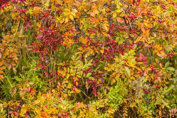 USA, Maine, Mt. Desert Island. Acadia National Park autumn foliage.