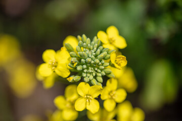 field mustard