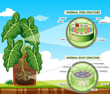Diagram showing stem and root structure