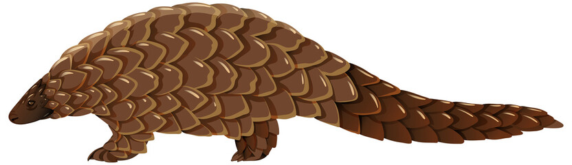 Pangolin animal on white background