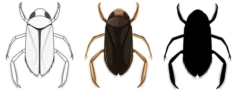 Set of water boatman in three style on white background