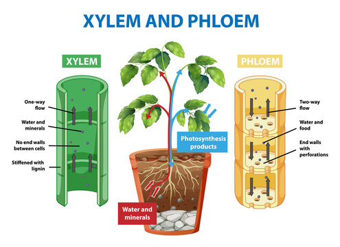 Diagram showing xylem and phloem of plant