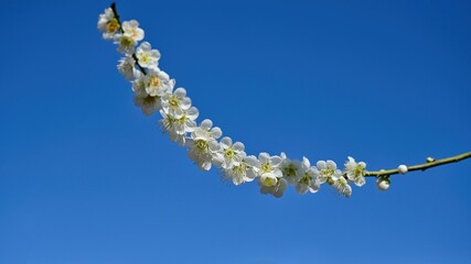 青空バックに咲く満開の白梅
