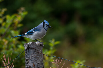 A closeup of a side view of a  young blue jay bird perched on a wooden table with multiple peanuts at its feet. The bird has black, blue and white feathers, dark eyes, long legs and a black beak. 