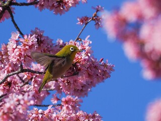満開のオカメザクラと戯れるメジロ