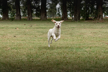 Obraz na płótnie Canvas Labrador breed dog running in a rural environment
