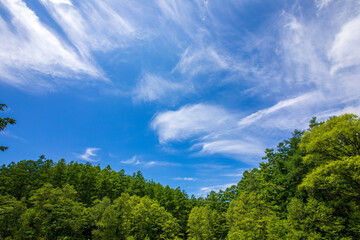 Fototapeta premium sky and clouds