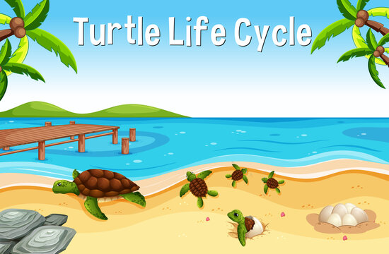Many turtles on the beach scene with Turtle Life Cycle Font