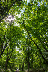 forest in the morning