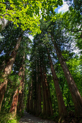 forest in the morning