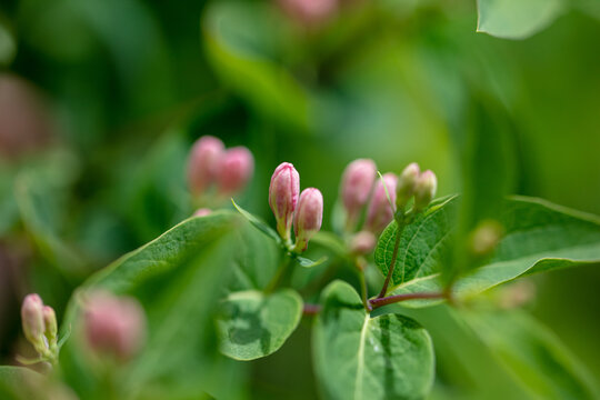 small buds on a tree