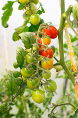 Tomatoes in the garden. Red and green tomatoes on a branch