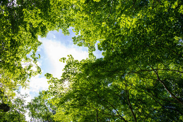 Obraz premium green leaves and sun