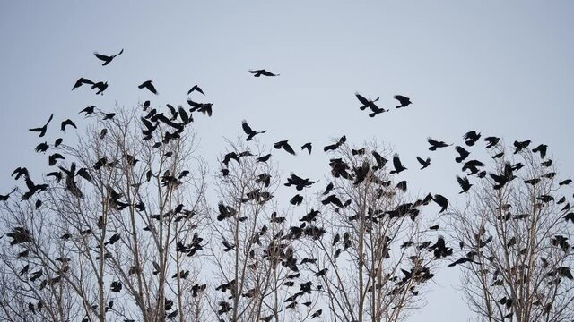 flock of birds flying in the sky crows. chaos surprise of death concept. group of birds fright flying in the sky. black crows in a group circling against fly the sky. migration movement of birds