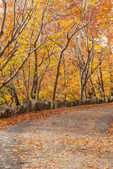 USA, Maine, Mt. Desert Island. Carriage Road in Acadia National Park during autumn.