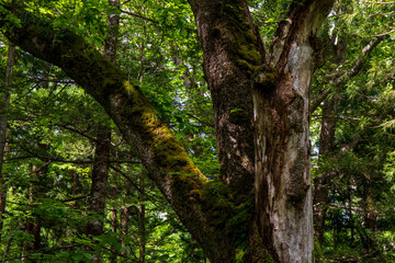 Obraz premium tree in the woods