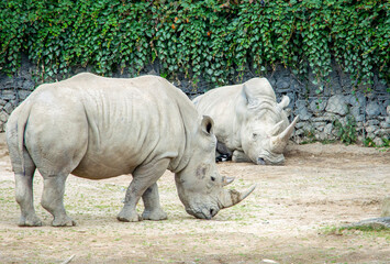 Obraz premium White rhinoceros in Dublin Zoo, Ireland