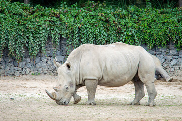 Fototapeta premium White rhinoceros in the public zoo.