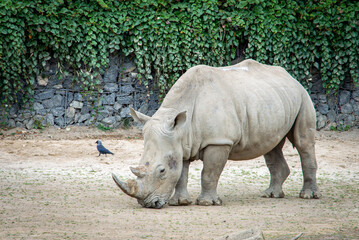 Fototapeta premium White rhinoceros in the public zoo.