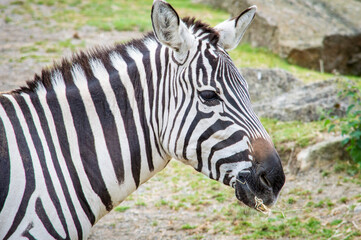 Fototapeta na wymiar Beautiful zebra in public park.