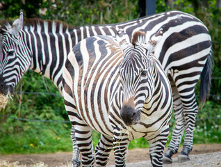 Fototapeta na wymiar Beautiful zebra in public park.