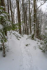2021-03-0-9 A PATHWAY THROUGH TREES AFTER A SNOW STORM IN THE PACIFIC NORTHWEST